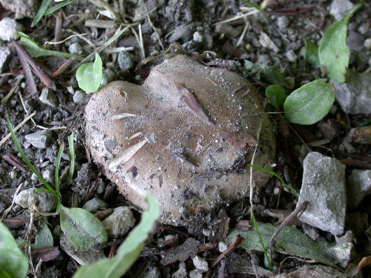 Tricholoma populinum ...!!!